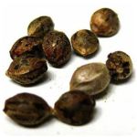 Семена марихуаны АК-47  (Seeds AK-47) в Сафоново